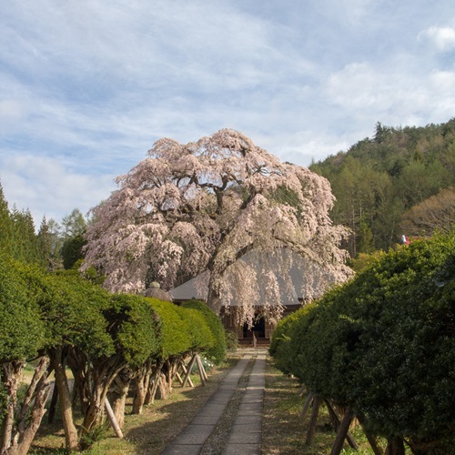 南泉寺の平七桜